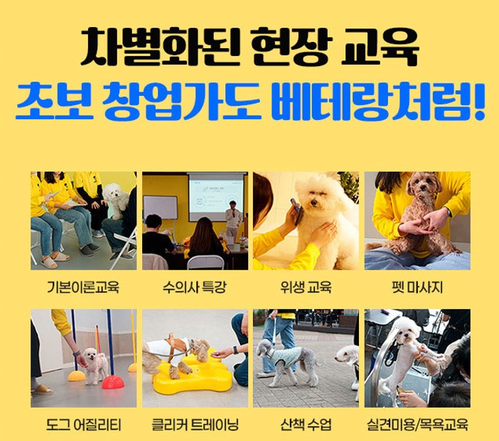 옐레드 애견미용 창업
